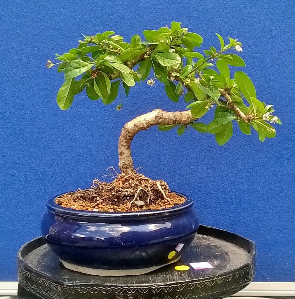 Carmona Bonsai