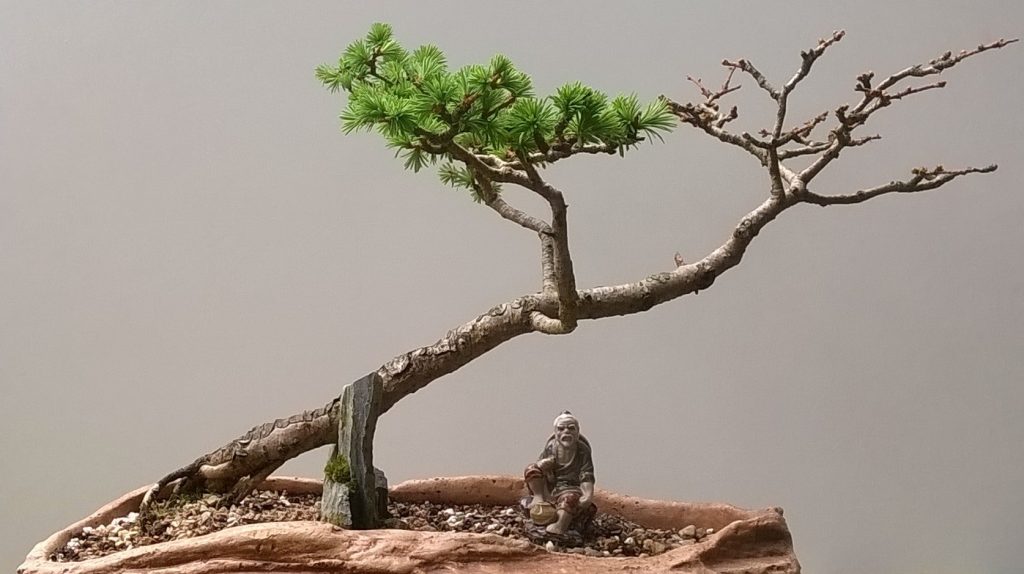 Windswept Japanese Larch