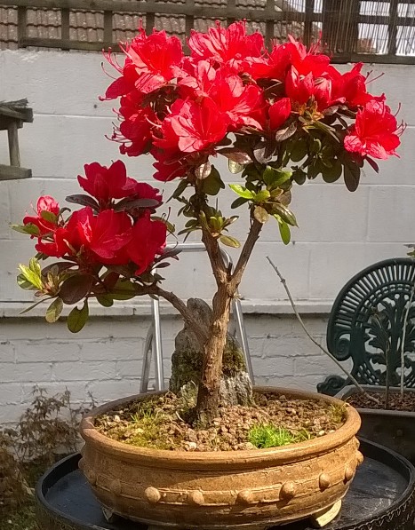 Azalea bonsai in bloom
