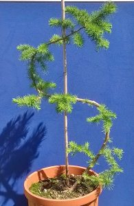 Japanese Larch Cloud