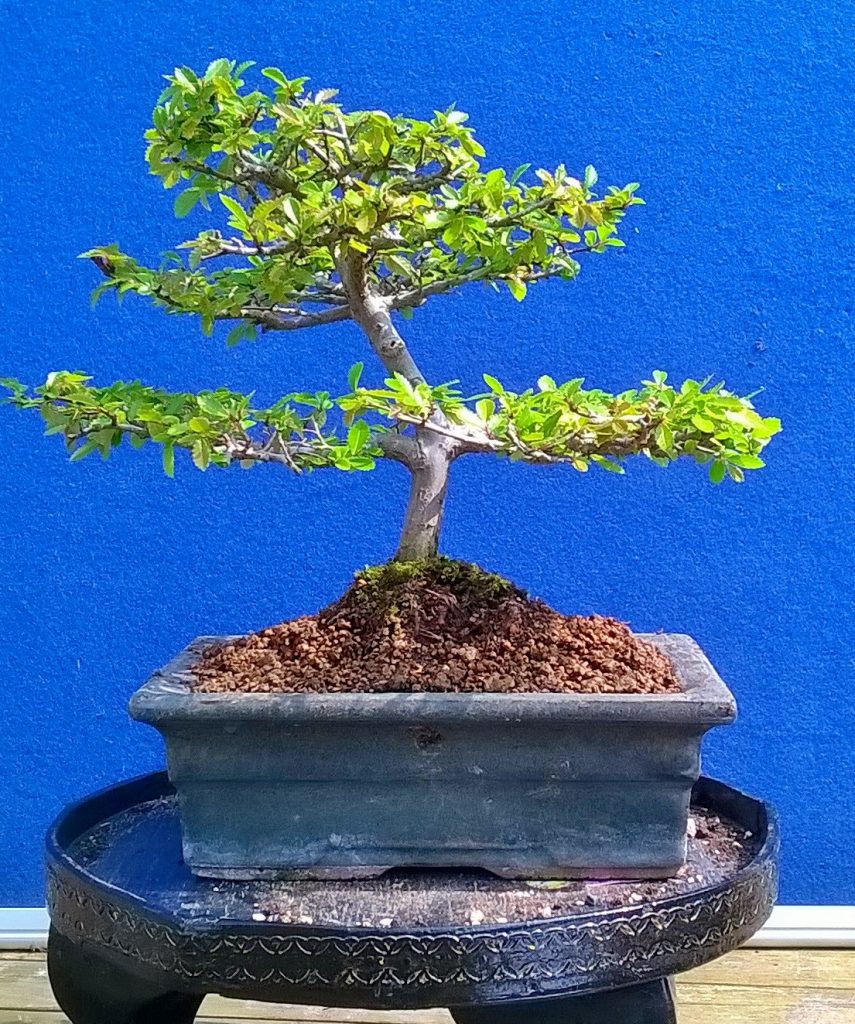 Chinese Elm Bonsai