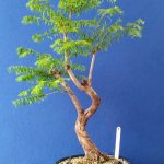 Dawn Redwood Bonsai