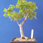 Trident Maple Bonsai