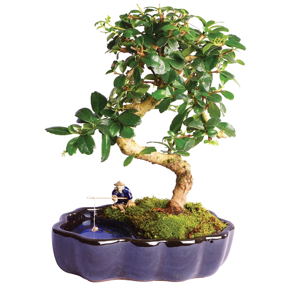 Fulkien Tea Bonsai