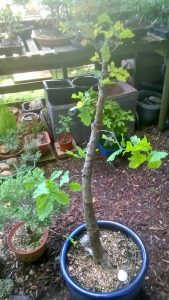 English Oak - 6 Jun 19