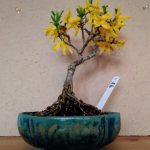 Forsythia Bonsai in Bloom