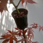 Japanese Maple Air Layer