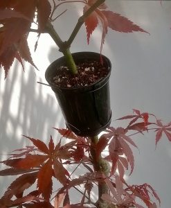 Japanese Maple Air Layer