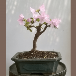 Azalea in bloom- Mar 19