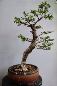 Branches in development