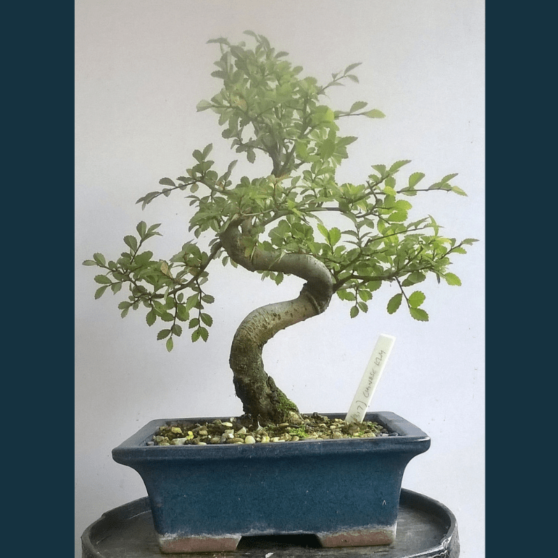 Chinese Elm Medium