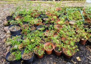 Three years of Chinese Elm cuttings