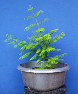 Year 3 Dawn redwood Cutting (Progression)