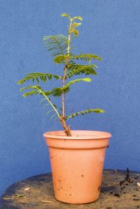 Year 2 Dawn Redwood Cutting