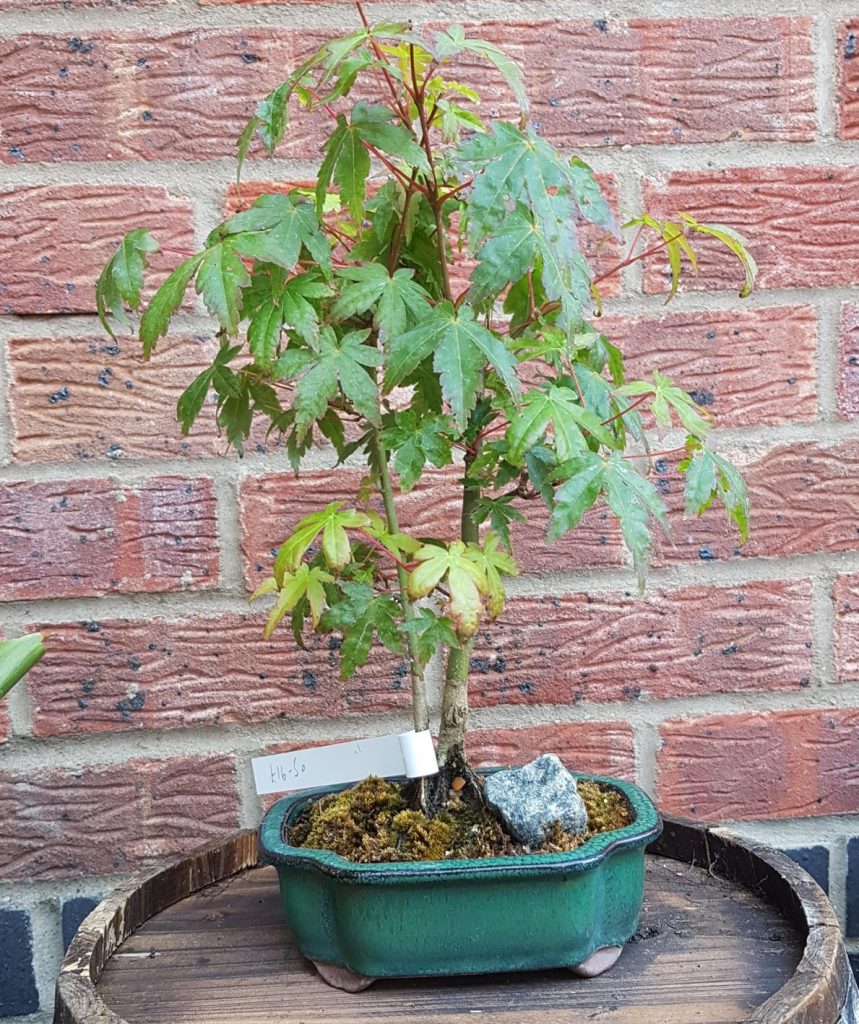 Helen's Japanese Maple Bonsai