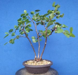 Italian Alder Spinney