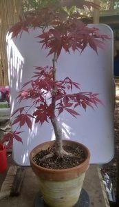 Japanese Maple - 10 May 19
