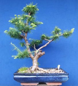 My Yamadori Japanese Larch