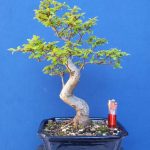 Large Chinese Elm