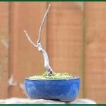 Mame Sycamore Bonsai in Blue Glaze Oval Pot