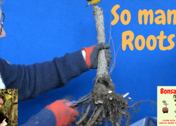 Potting your collected Yamadori