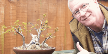 KEY Bonsai Tasks for Feb / Mar