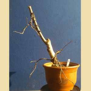 Silver Birch Yamadori - 2016