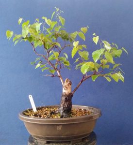 Yamadori Silver Birch