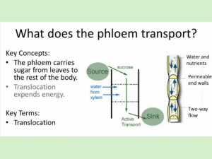 Sugars and Starch Transport