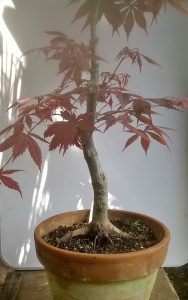 The future Maple