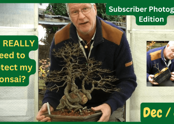 KEY Bonsai Tasks for Oct / Nov