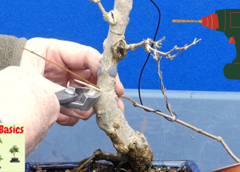 Thread Grafting my Trident Maple Bonsai