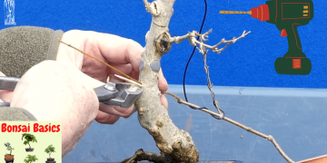 Thread Grafting my Trident Maple Bonsai