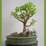 Jade with Rhino Bonsai