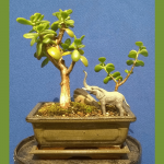 Jade with Elephant Bonsai