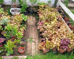 Over 100 Jaapanese Maple 4-year-old Saplings