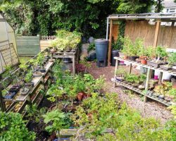 The cuttings nursery