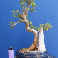 Rescued Chinese Elm