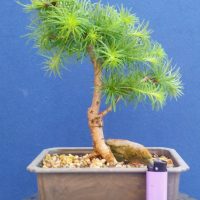 Larch Starter Tree