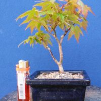 Mame Japanese Maple