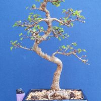 Small Chinese Elm