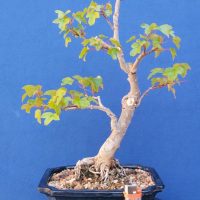 Trident Maple